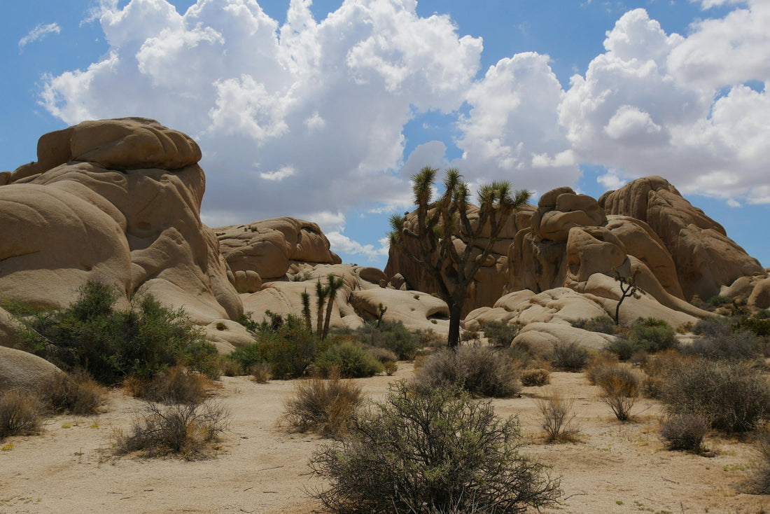 Joshua Tree National Park Camping in the winter