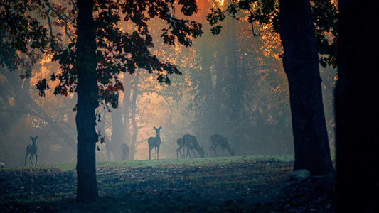 5 Bucket-List Hunting Trips Worth the Drive This Fall